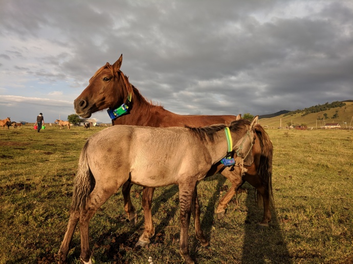 GPS tracking technology to prevent cattle loss, raiding in Almaty Region