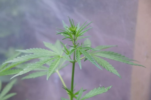 Италия Қазақстанда қарасора өсіру мен өңдеуді бастайды