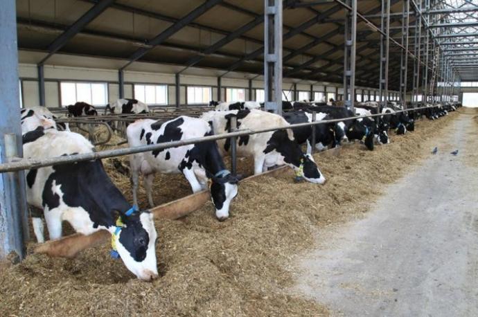 Beef production and processing facility to be built in Kostanay region