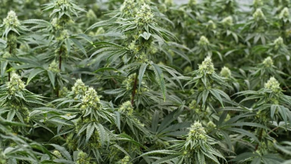 Italian Agricultural Group Considers Launching Industrial Hemp Project in Kazakhstan