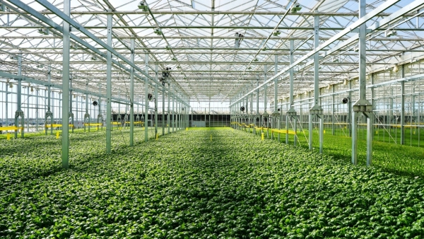 Turkish Investment in Greenhouses in Kazakhstan