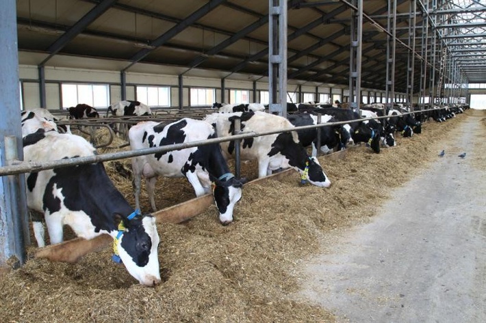 Beef production and processing facility to be built in Kostanay region